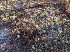 Cladonia leporina