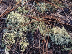 Cladonia leporina