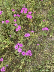 Phlox drummondii