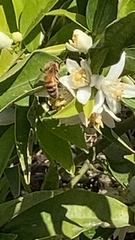 Apis mellifera