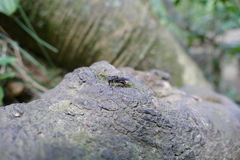 Palpada rufoscutellata