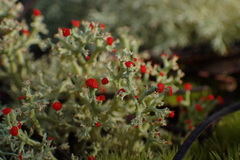 Cladonia leporina
