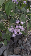 Chromolaena hookeriana