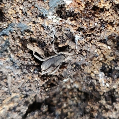 Trogulus tricarinatus