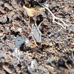 Trogulus tricarinatus