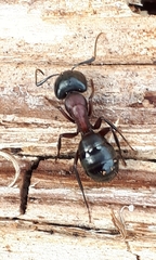 Camponotus novaeboracensis