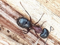 Camponotus novaeboracensis