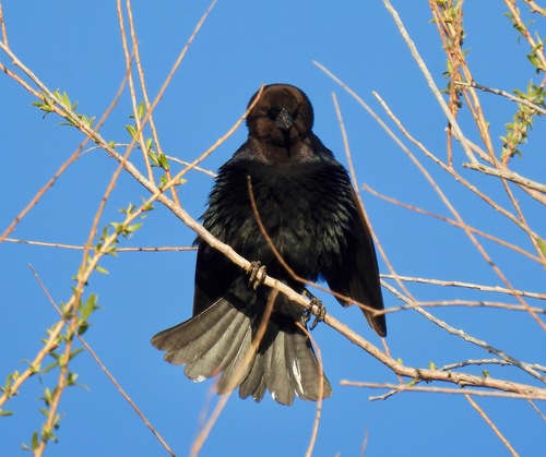 Brown-headed Cowbird photographed in New Mexico