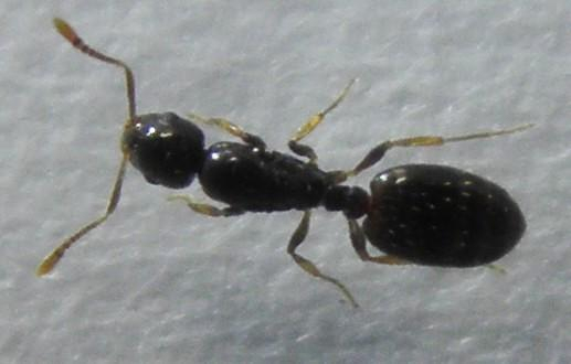 Monomorium boerorum