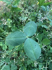 Trifolium incarnatum