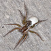 Pirate Otter Spider - Photo (c) Don Loarie, some rights reserved (CC BY)