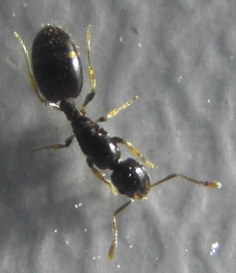 Farmer's Timid Ant