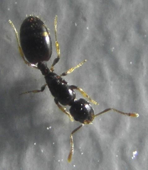 Monomorium boerorum