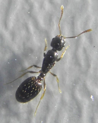 Monomorium boerorum
