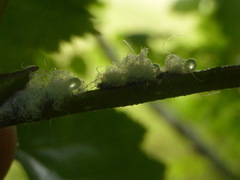 Psylla viridescens