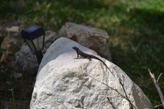 Sceloporus occidentalis