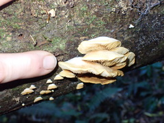 Crepidotus praecipuus