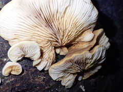 Crepidotus praecipuus