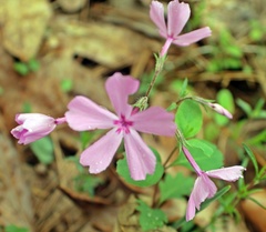 Phlox nivalis