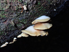 Crepidotus praecipuus