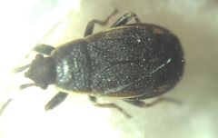 Pyrrhocoris marginatus