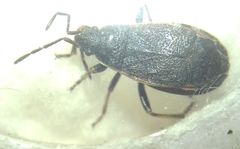 Pyrrhocoris marginatus