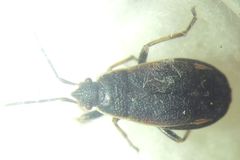 Pyrrhocoris marginatus