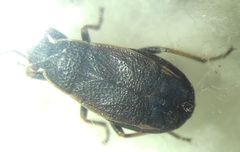 Pyrrhocoris marginatus