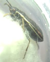 Pyrrhocoris marginatus