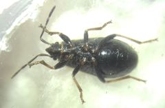 Pyrrhocoris marginatus