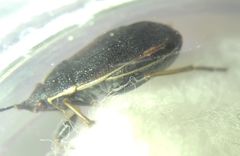 Pyrrhocoris marginatus