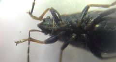 Pyrrhocoris marginatus