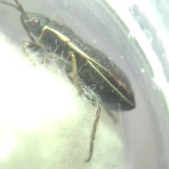 Pyrrhocoris marginatus