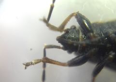 Pyrrhocoris marginatus