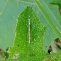 Phoxacris melanosticta