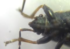 Pyrrhocoris marginatus