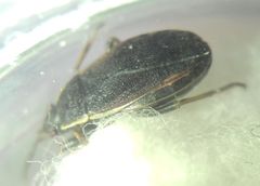 Pyrrhocoris marginatus