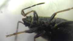 Pyrrhocoris marginatus