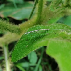 Phoxacris melanosticta