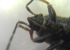 Pyrrhocoris marginatus