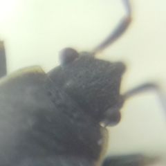 Pyrrhocoris marginatus