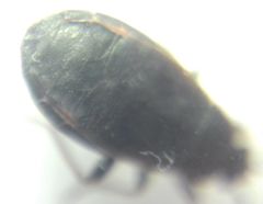 Pyrrhocoris marginatus