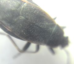 Pyrrhocoris marginatus