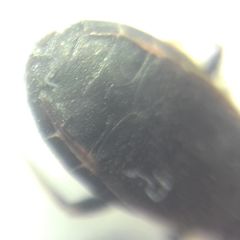 Pyrrhocoris marginatus