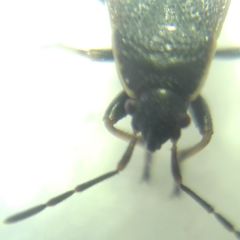 Pyrrhocoris marginatus