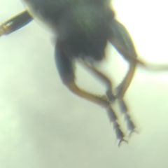 Pyrrhocoris marginatus