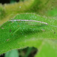 Phoxacris melanosticta