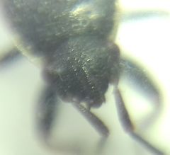 Pyrrhocoris marginatus