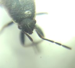 Pyrrhocoris marginatus