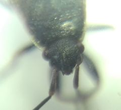Pyrrhocoris marginatus